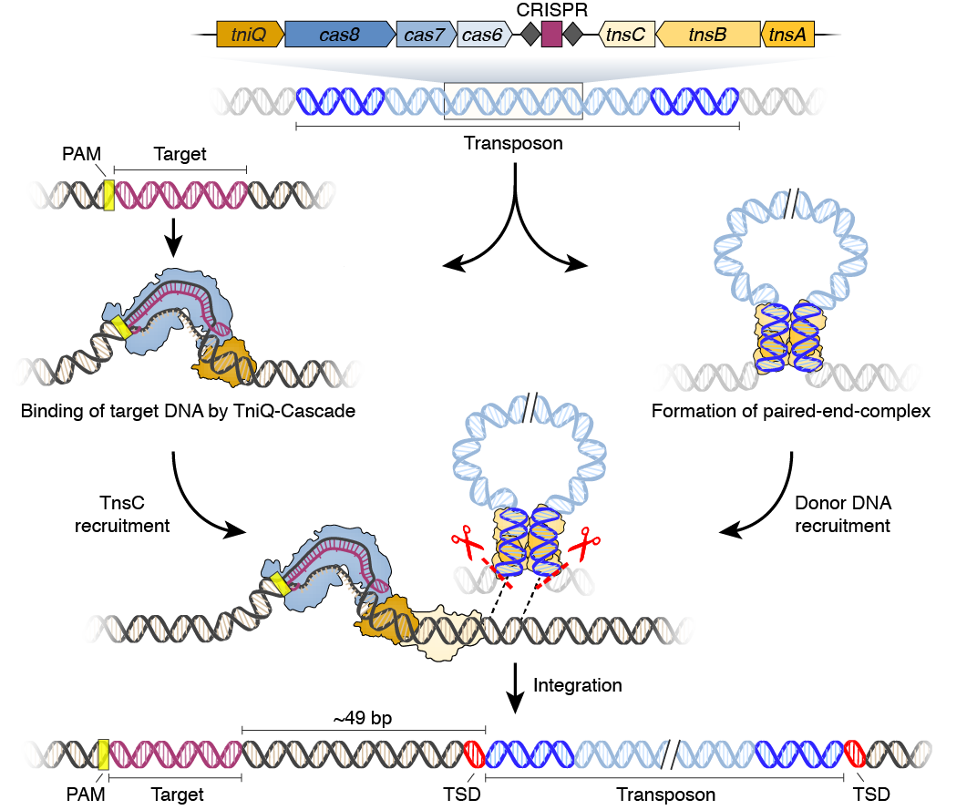 Klompe_etal_Fig5_Final_CE2.png