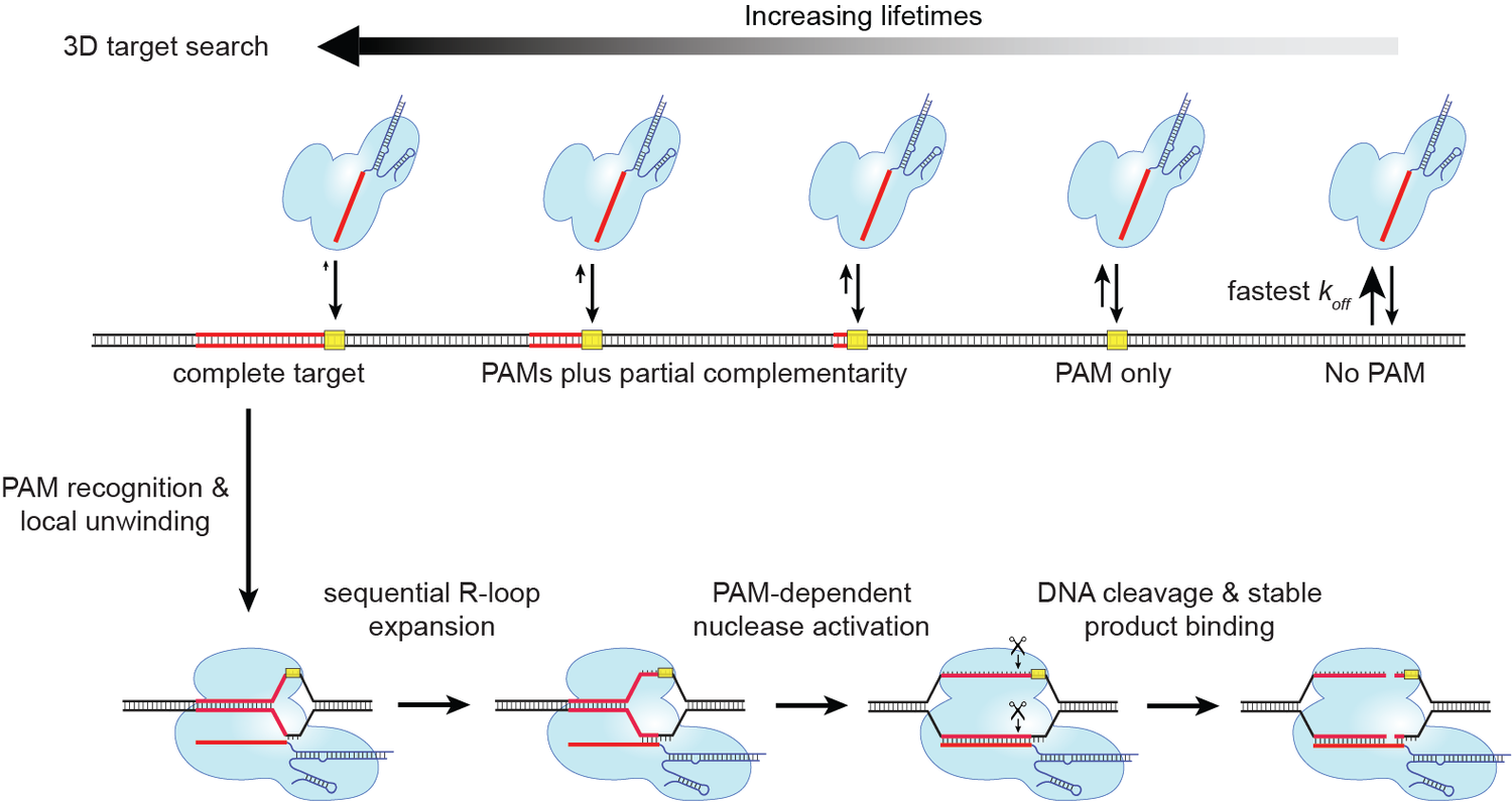 Research — Sternberg Lab