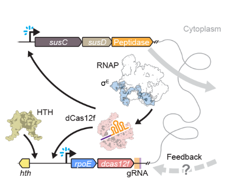 Publications — Sternberg Lab