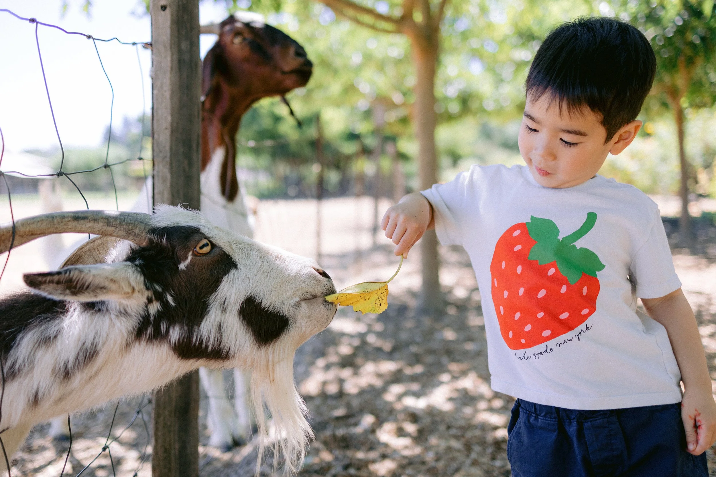 Healdsburg_Children_Family_Portraits_004.jpg