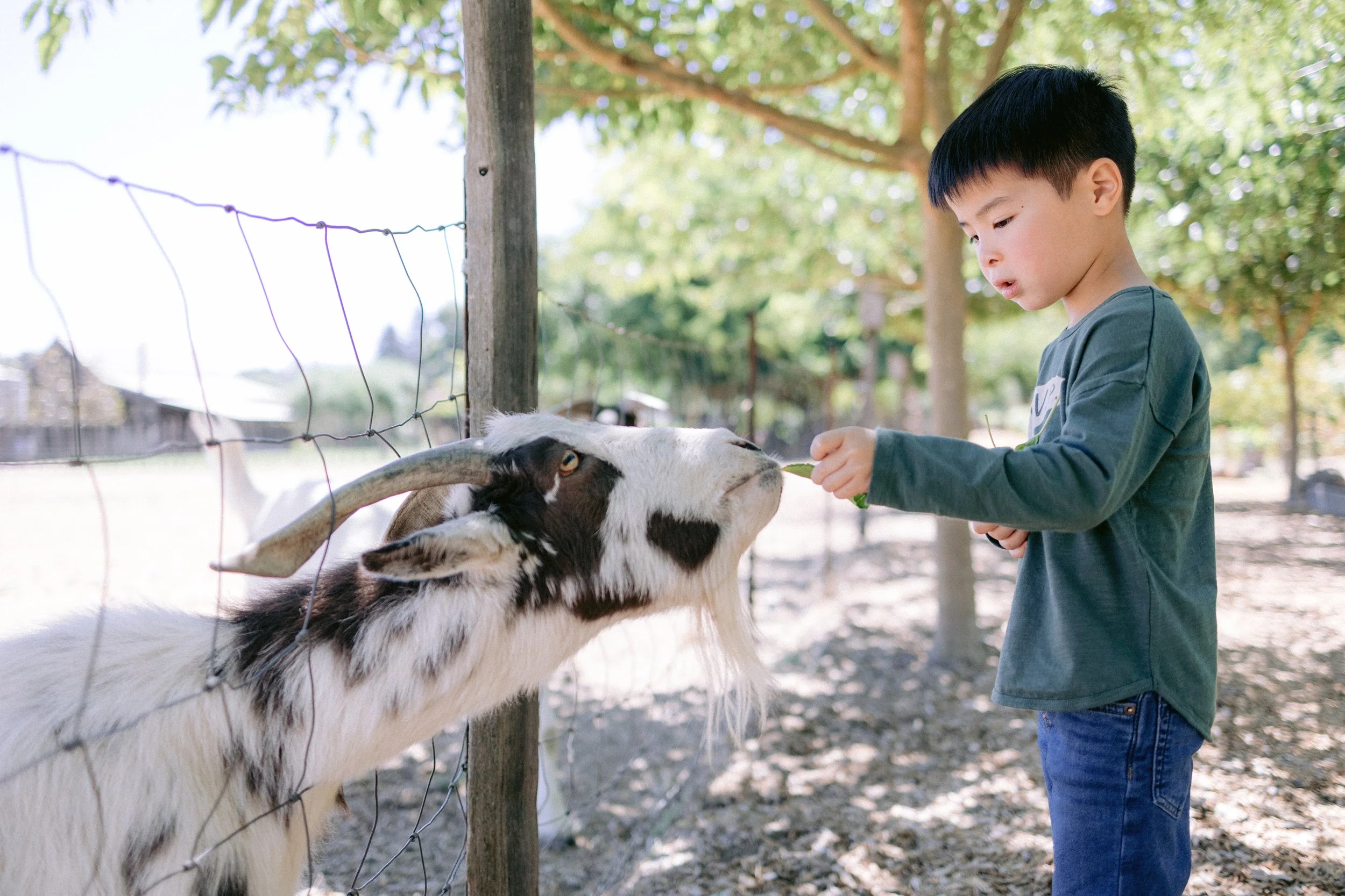 Healdsburg_Children_Family_Portraits_005.jpg