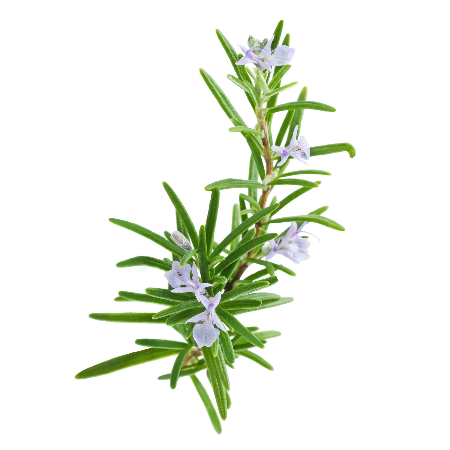 ingredient-rosemary.jpg