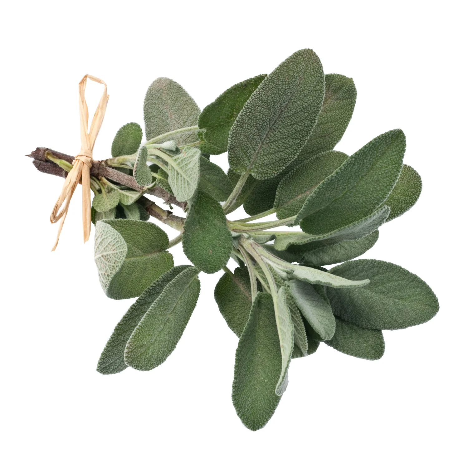 ingredient-sage.jpg