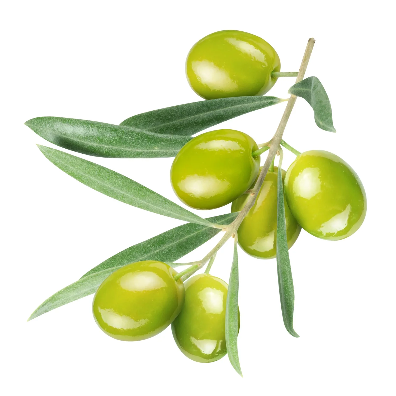 ingredient-squalene-olives.jpg