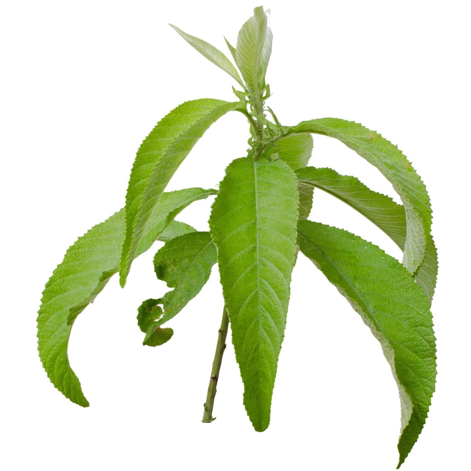 ingredient-camphor.jpg