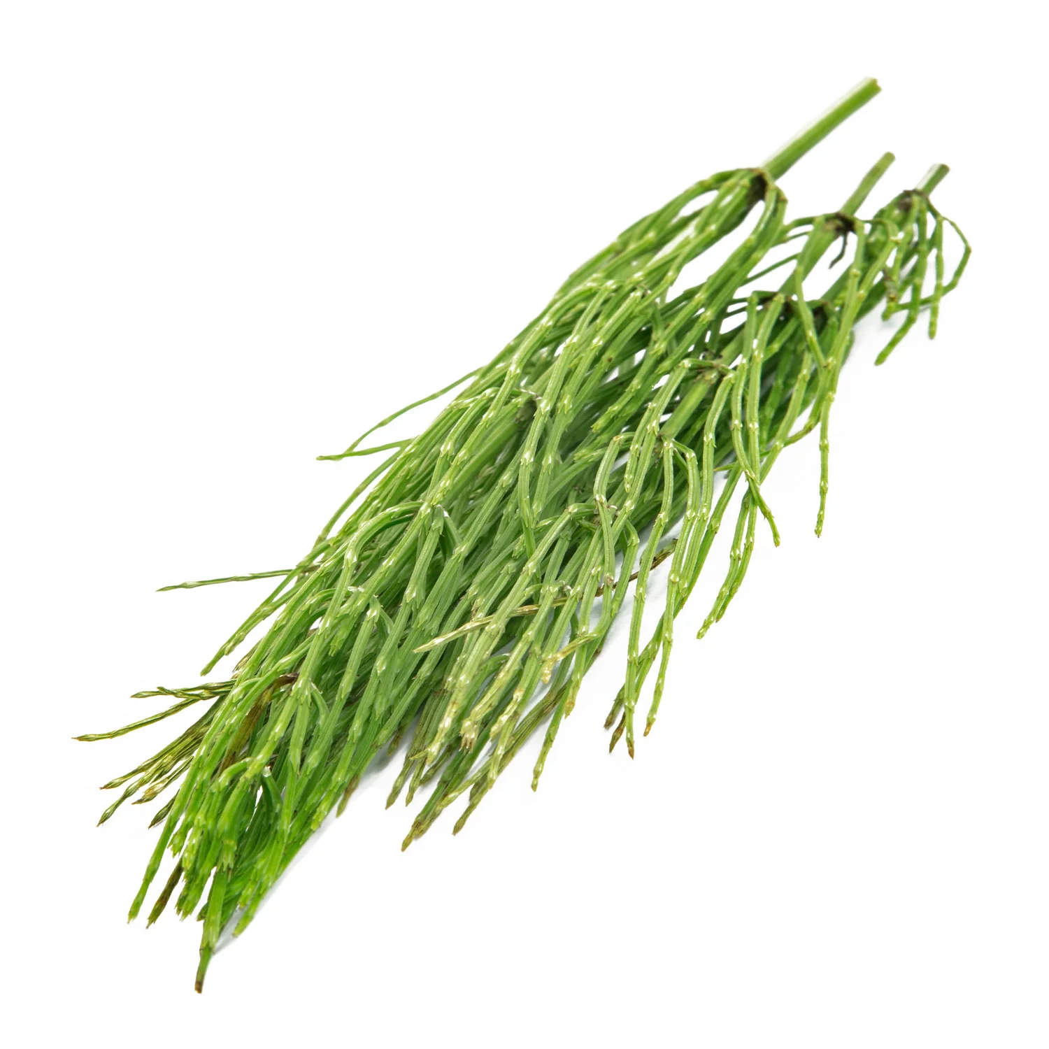ingredient-horsetail.jpg