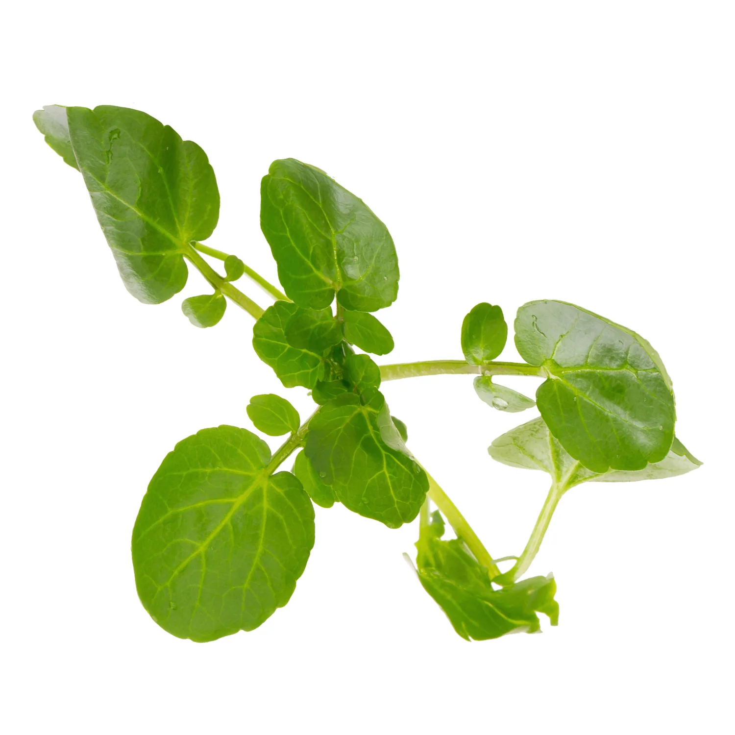 ingredient-watercress.jpg