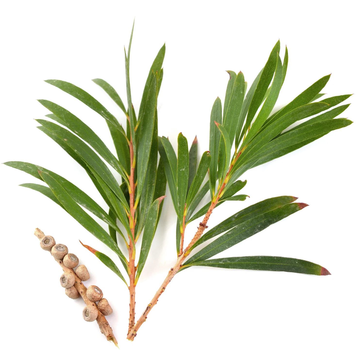 ingredient-tea-tree.jpg