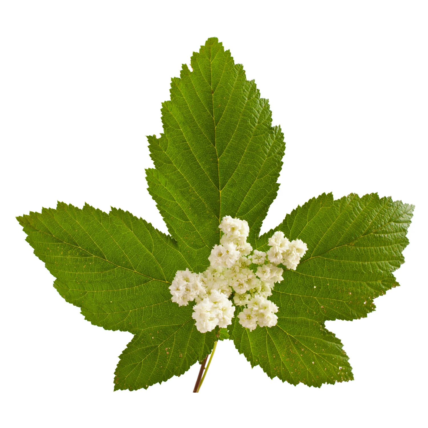 ingredient-salicylic-acid-meadowsweet.jpg