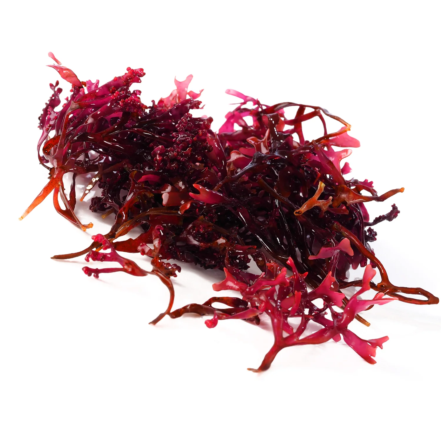 ingredient-red-marine-algae.jpg