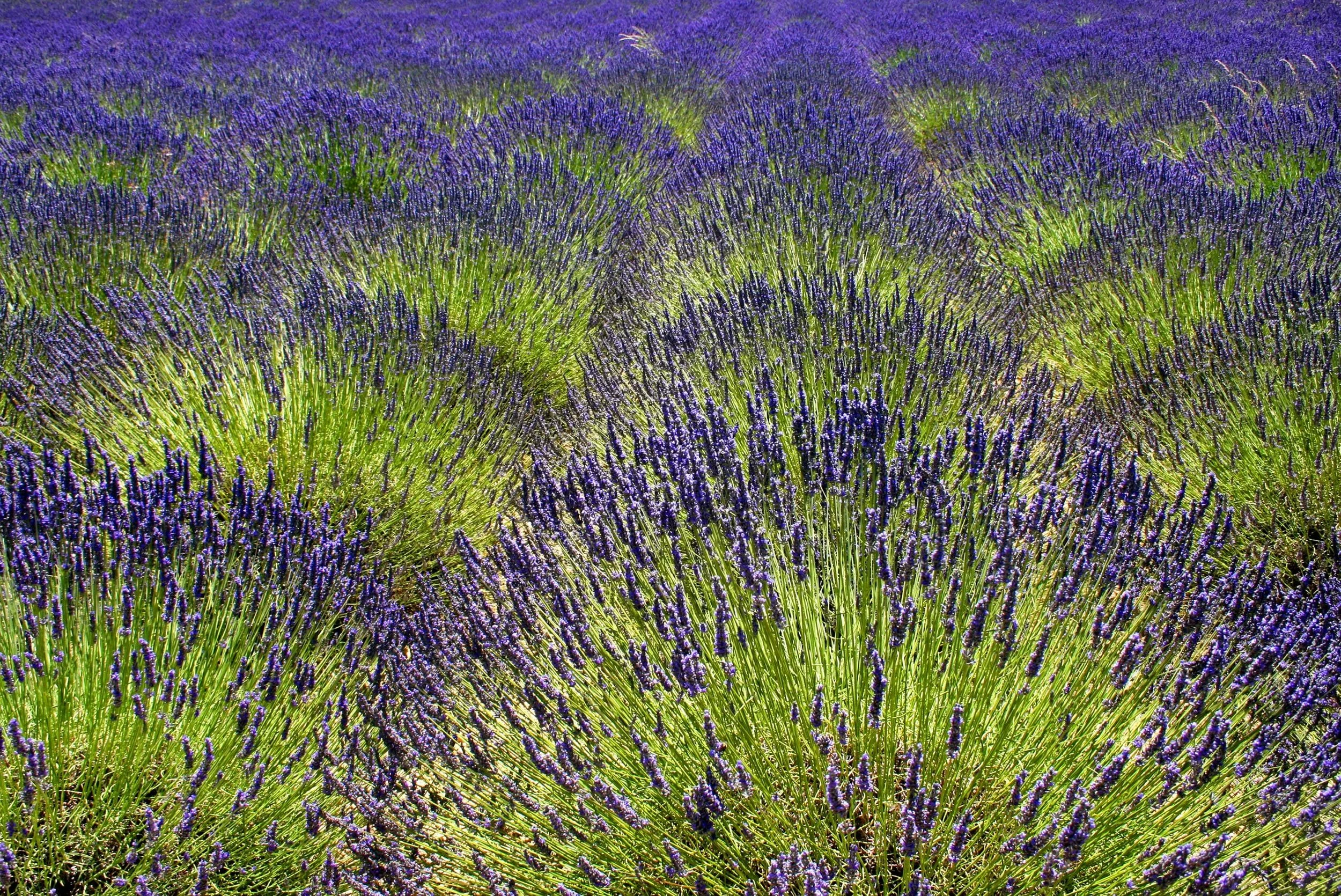 LavenderField.jpg