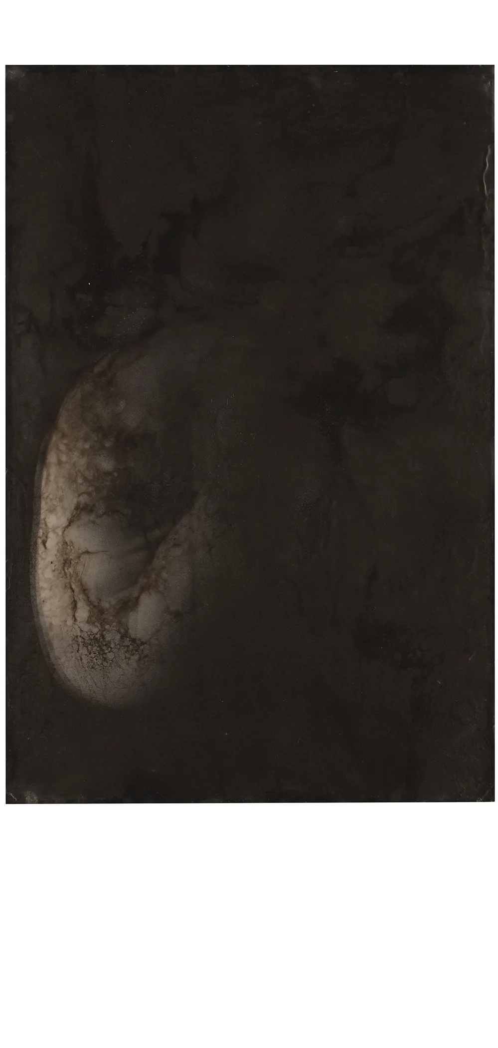 Zygote Photo Encaustic on Panel 2015 21.75 x 14.5 Also available 36x24 or 54x36