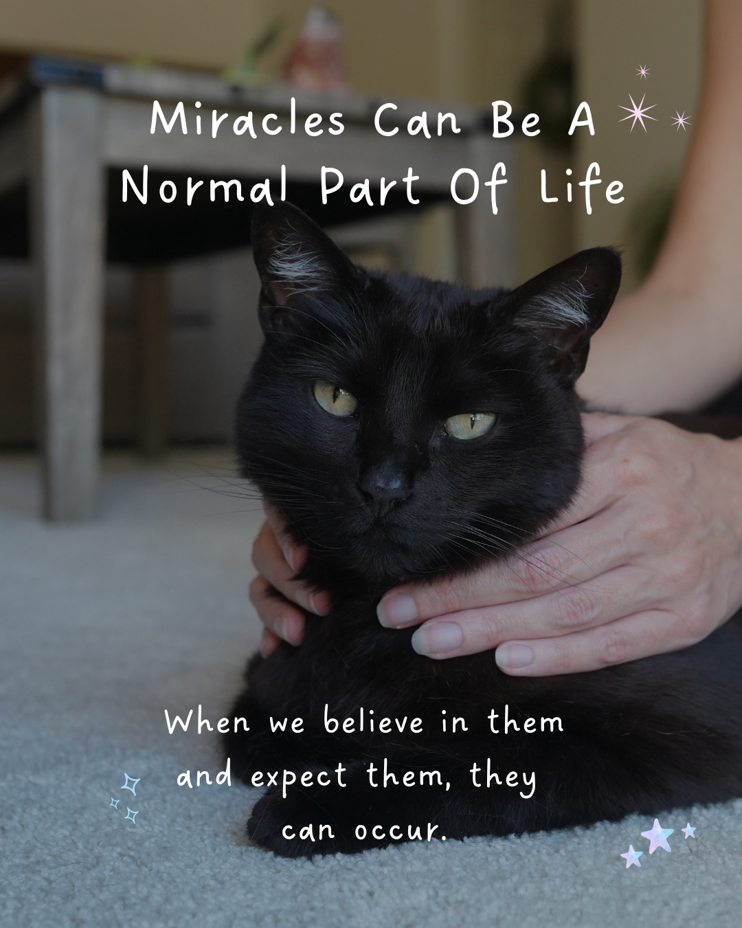 Close up of a black cat being given pet Reiki, illustrating the lesson that miracles can be a normal part of life