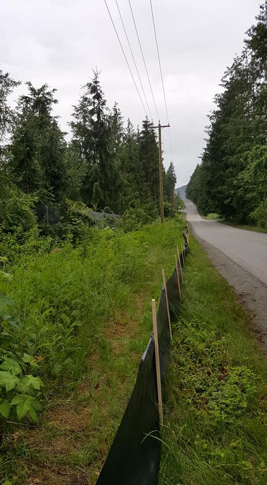  Toad fencing along road. 