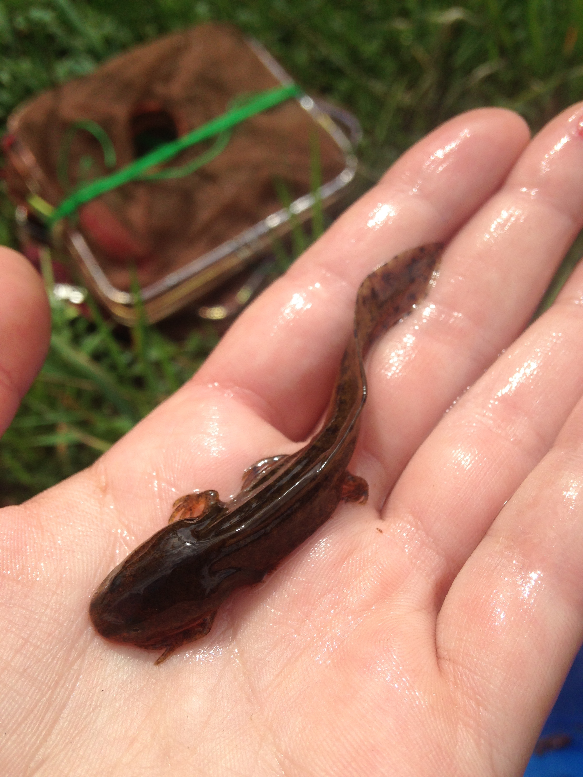  Neotonic Northwestern Salamander. 