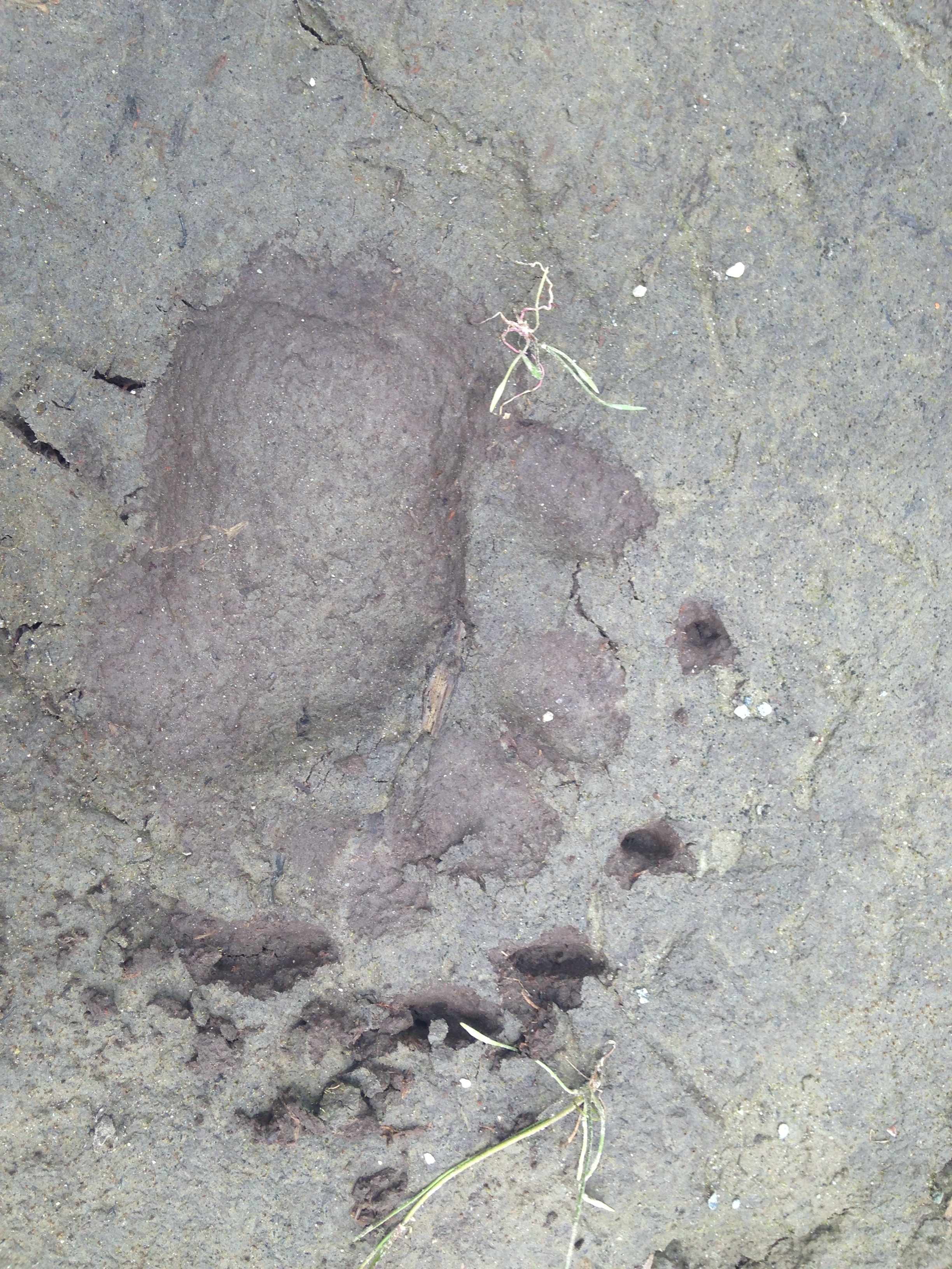  Bear Tracks 