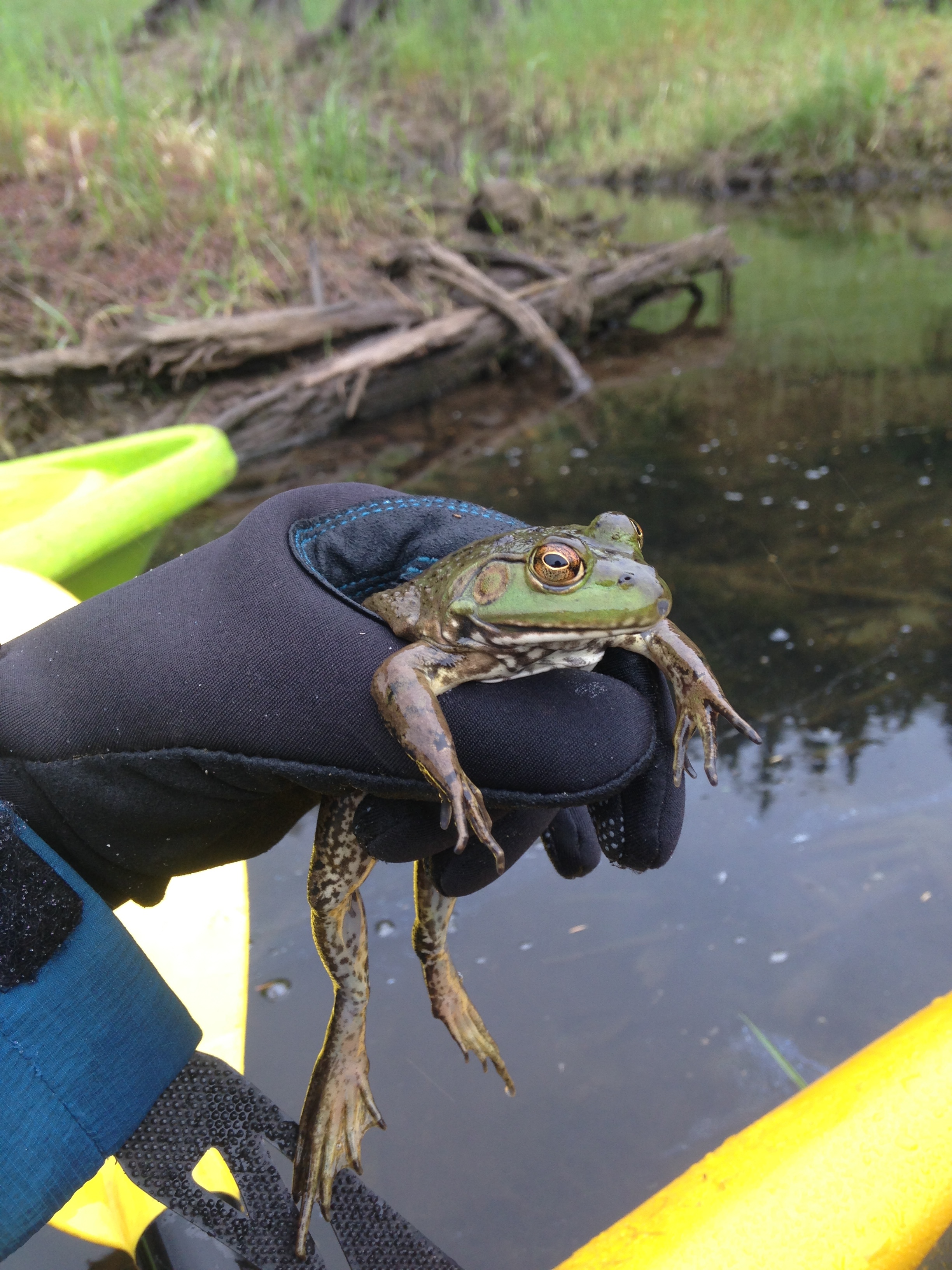  Bullfrog. 