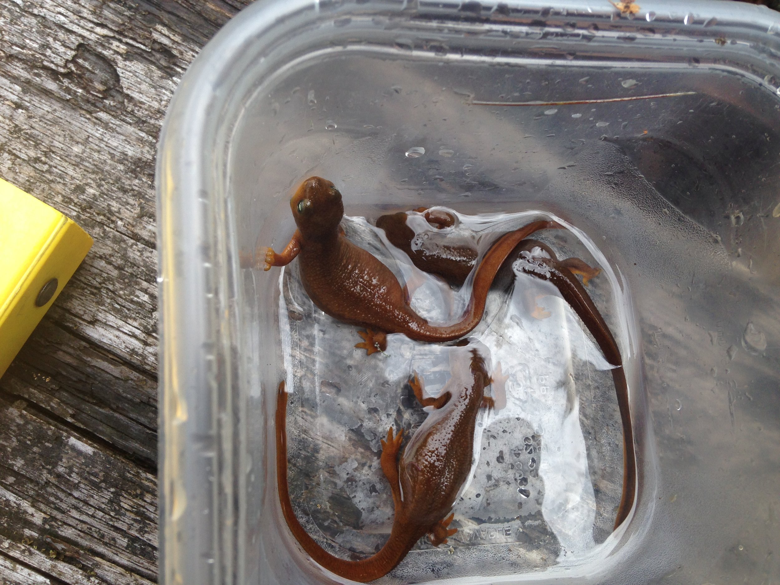  Rough-skin Newts. 