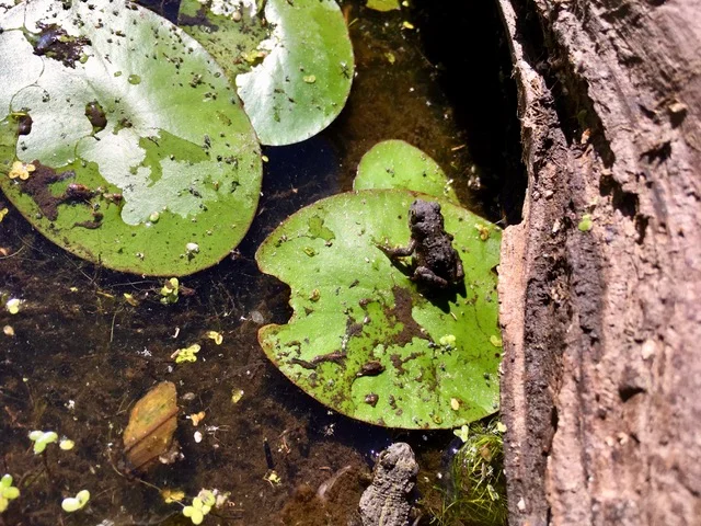 Toads @ Osland (Sheila_Wendy).jpg