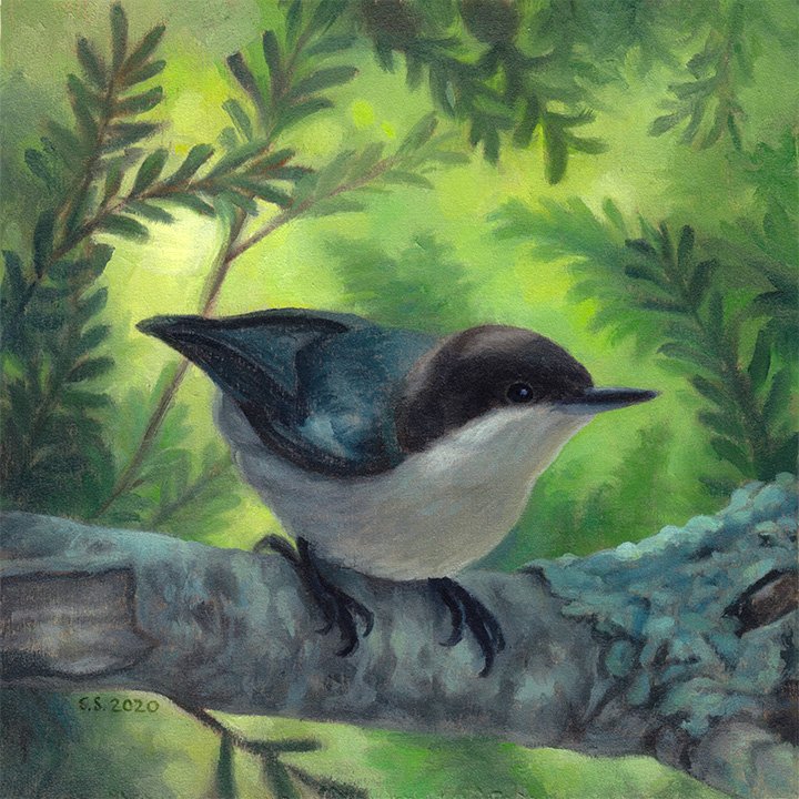 Sheltered (Pygmy Nuthatch)