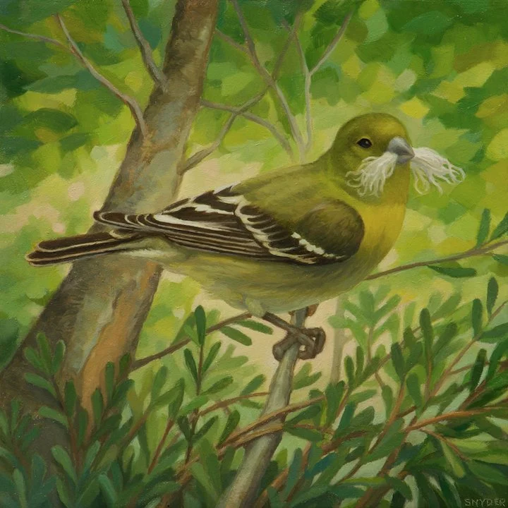 Goldfinch Nesting