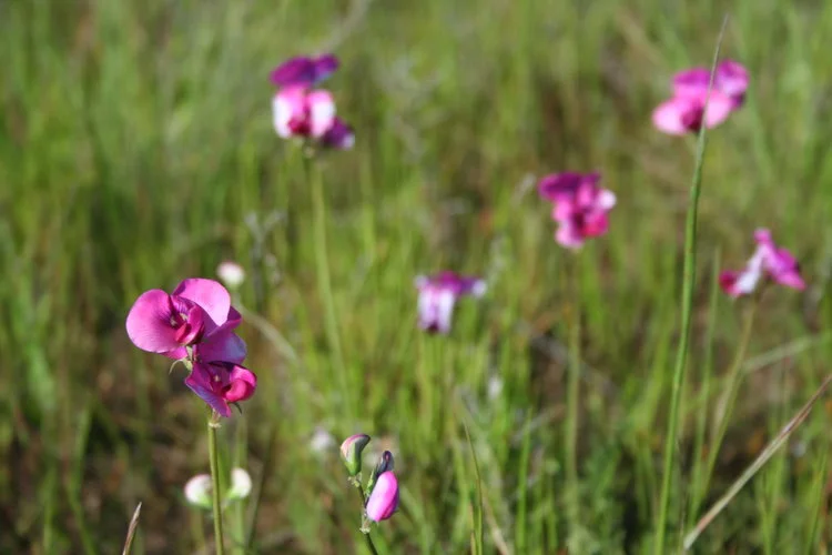 Swainsona plagiotropis (Red Swainson pea), an endangered grassland plant from the semi-arid plains of Victoria and NSW.