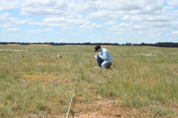 Volunteers play a crucial role in enabling us to collect valuable ecological research data. Work in the Northern Plains of Victoria (pictured above) is helping to explain the importance of pollinators for grassland flora.