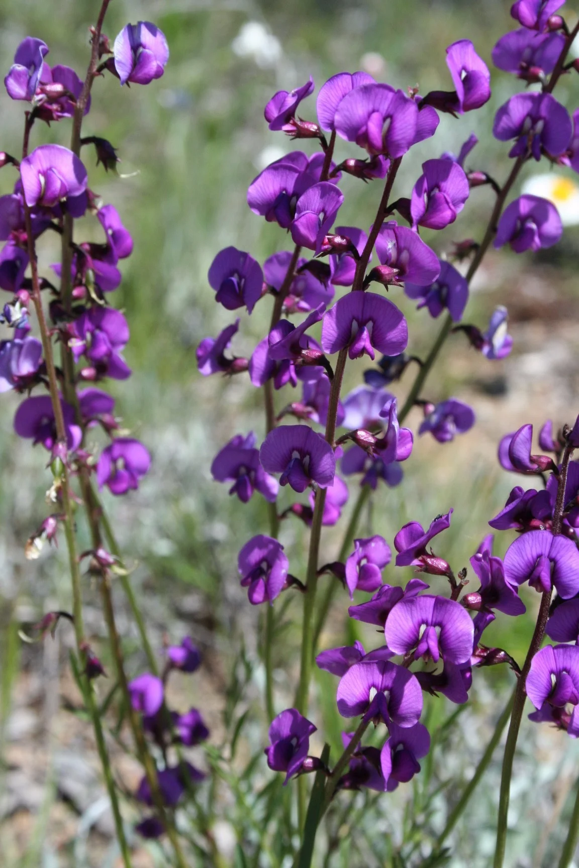 The Small Purple pea, Swainsona recta which grows in the Box Gum Woodlands of NSW.