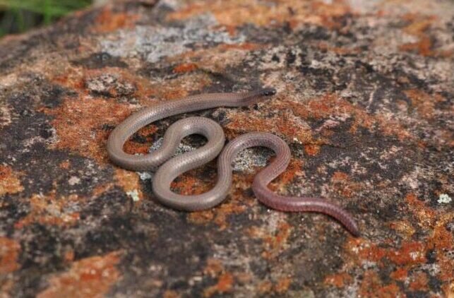 Saving the Pink-tailed Worm-lizard from extinction