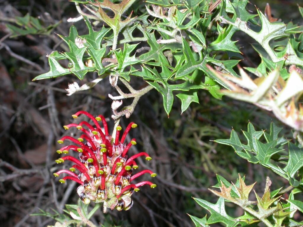 Recovering the Langi Ghiran Grevillea