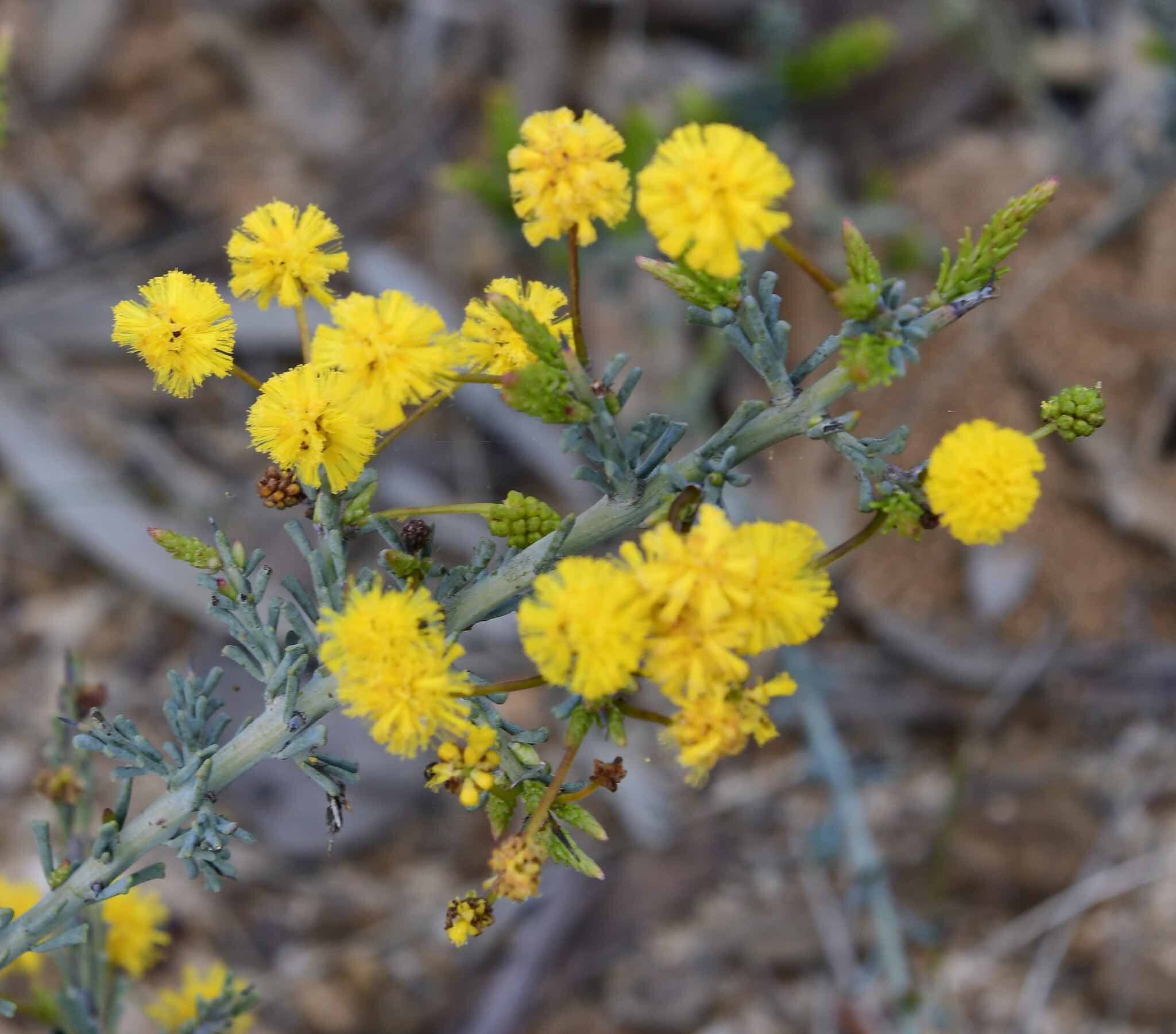 Harrow Wattle Recovery Program