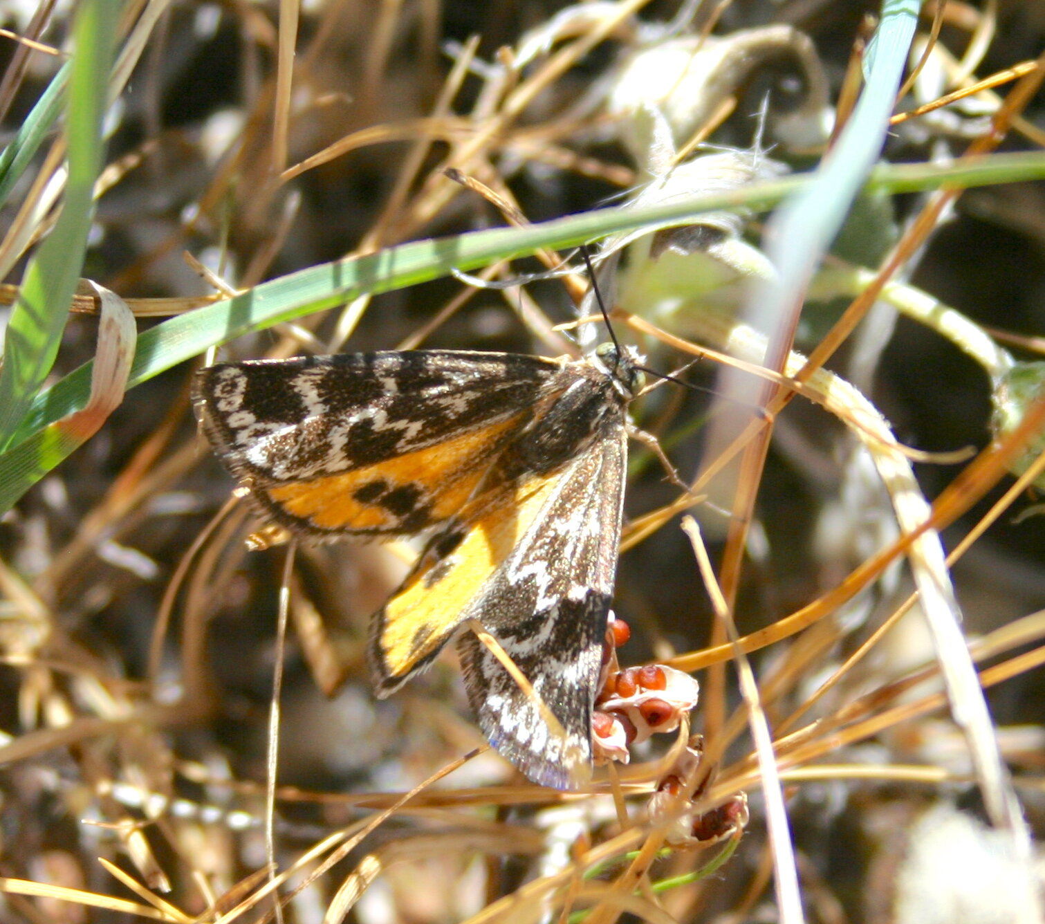 Monitoring butterfly community no. 1