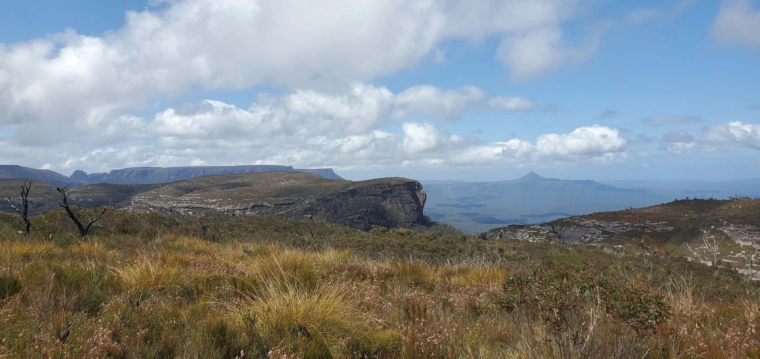Ensuring Recovery: Rare and Threatened Flora of the Eurobodalla Region