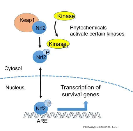 translocation2.jpg
