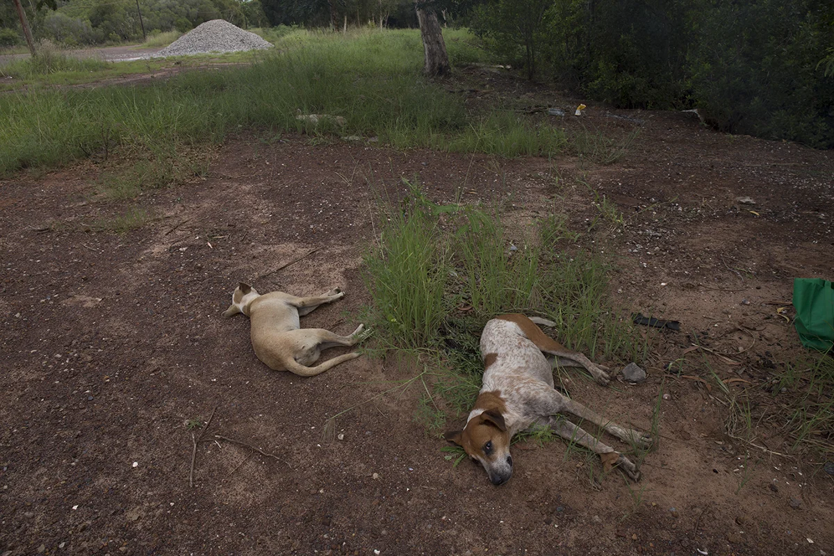 Wadeye dogs .jpg