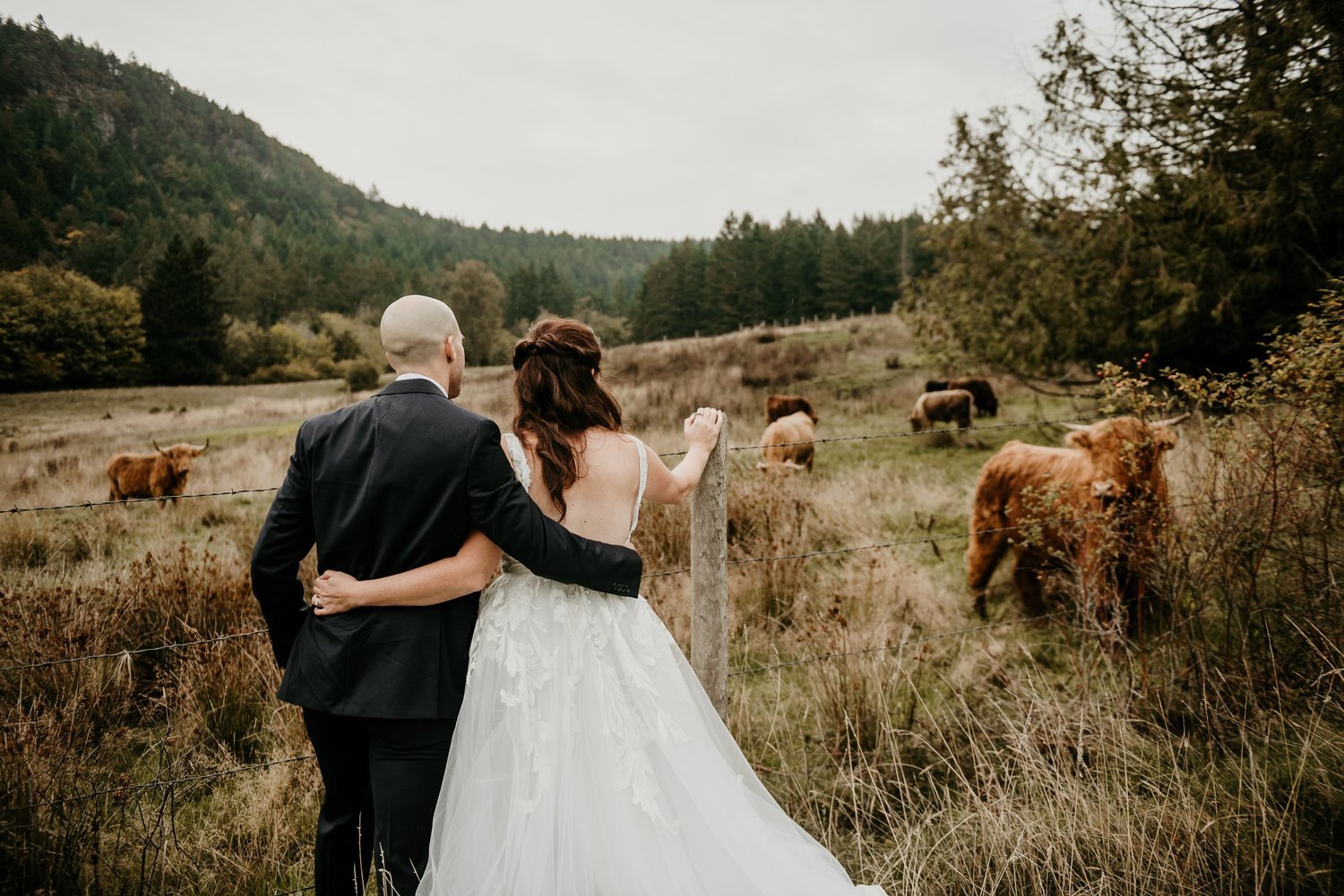 highland-cattle-wedding-portrait.jpeg