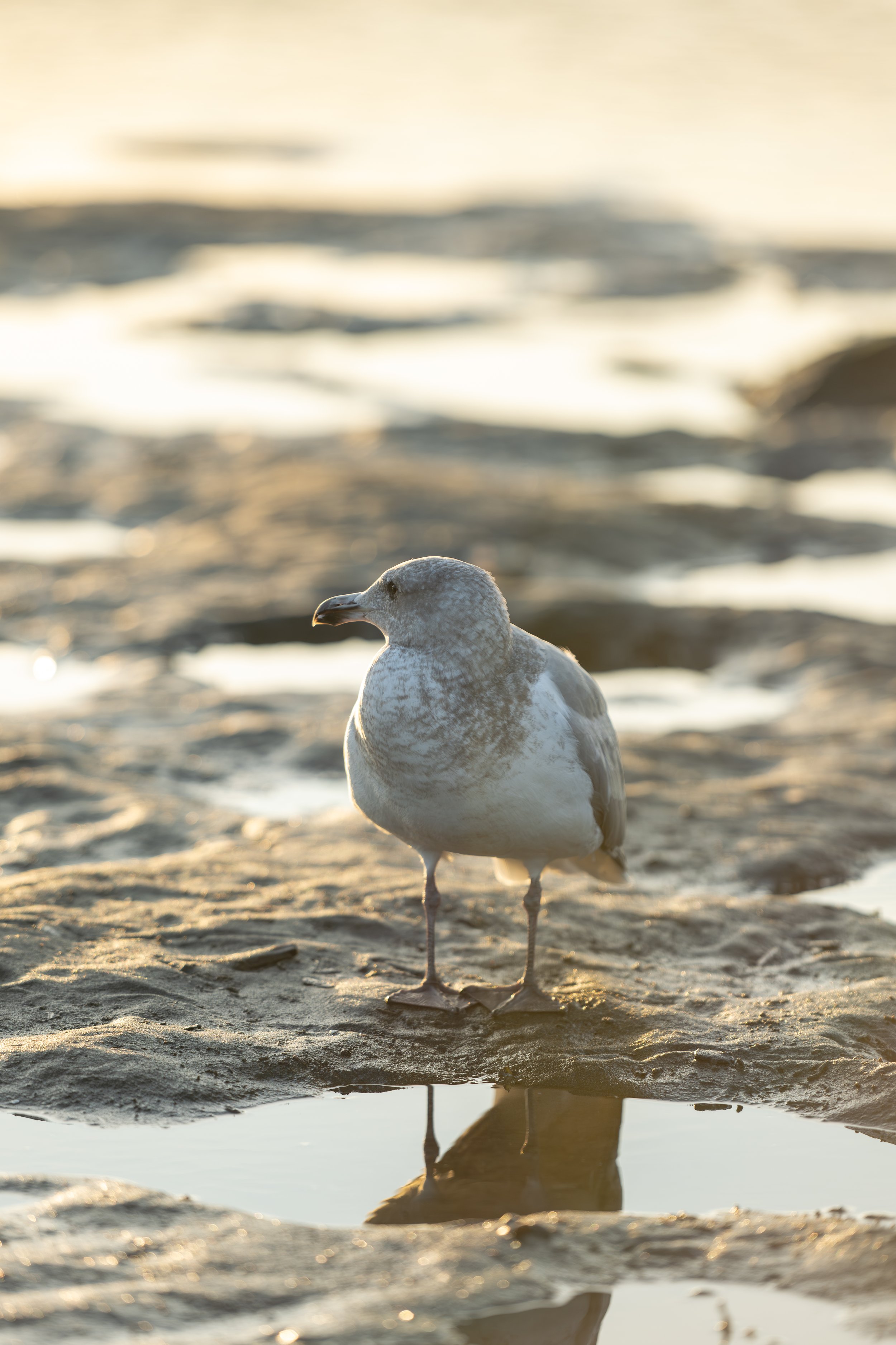 Seagull Watches the Sunset