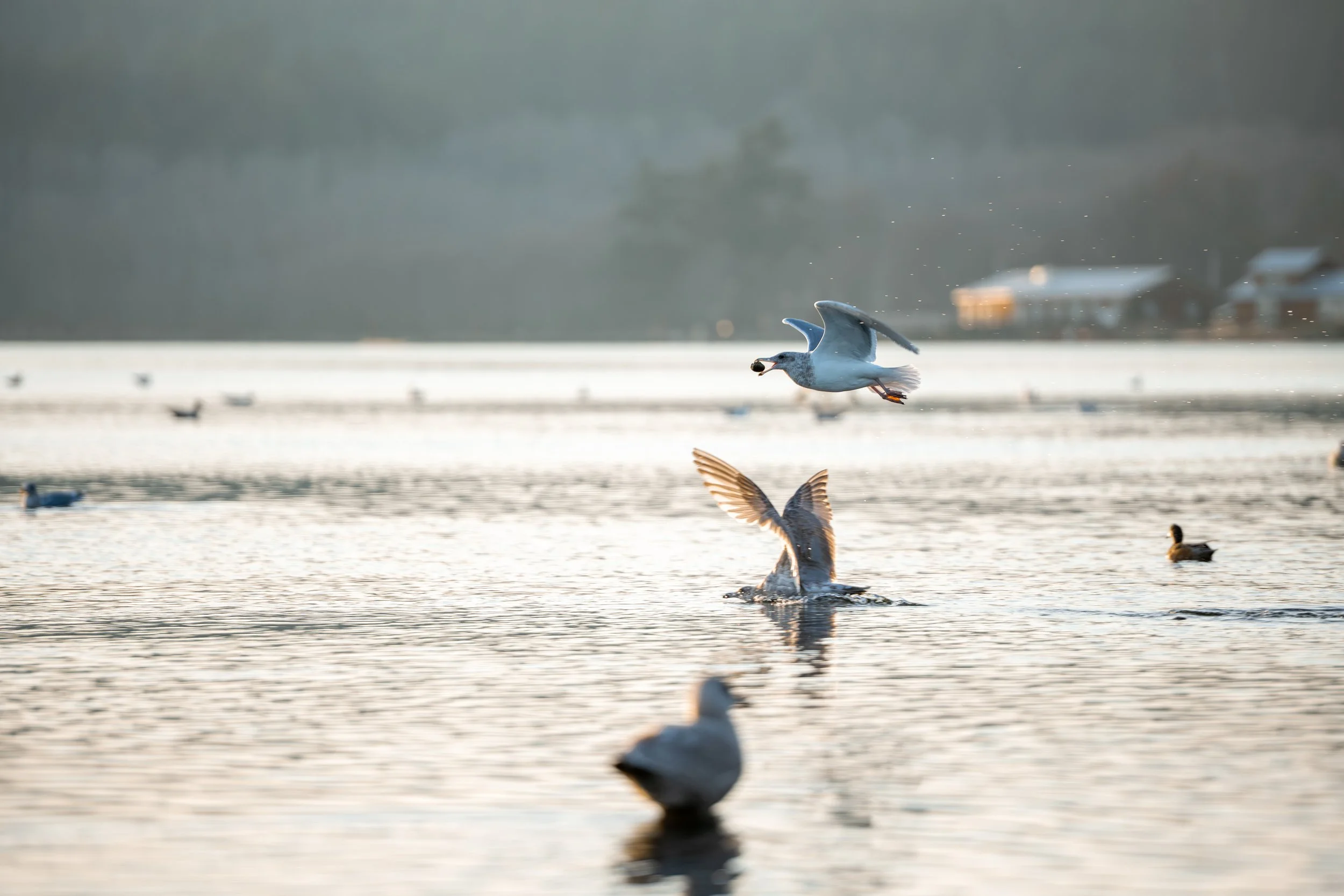 Seagull Catches a Snack