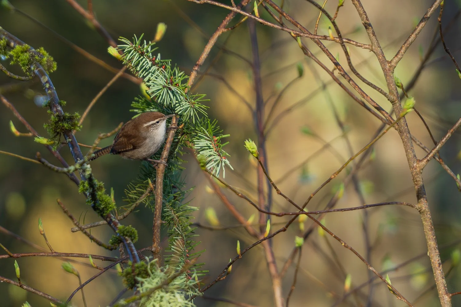 Bewick's Wren Examines Pine Tree