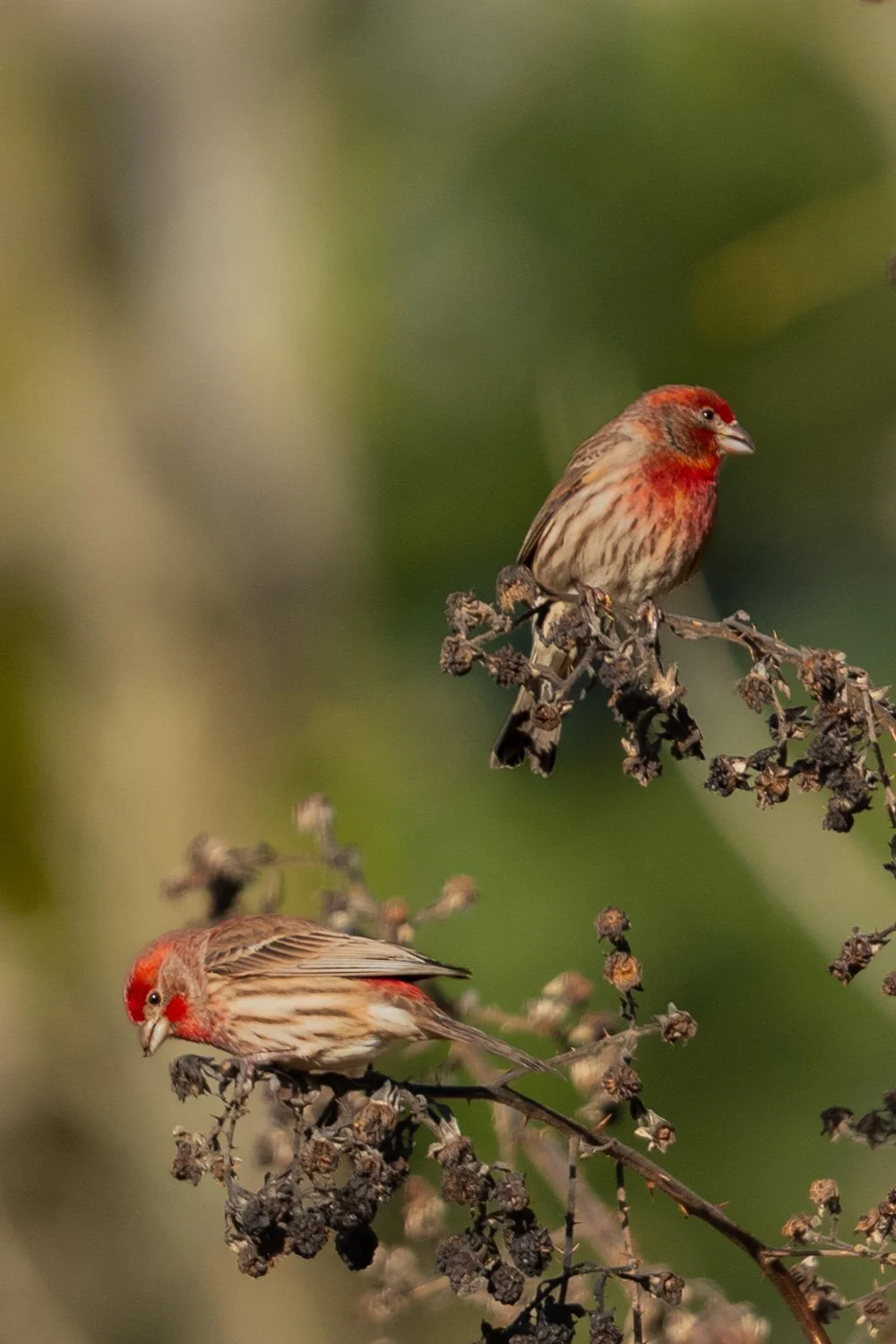 House Finch Males Perch on Winter Black Berry Bush