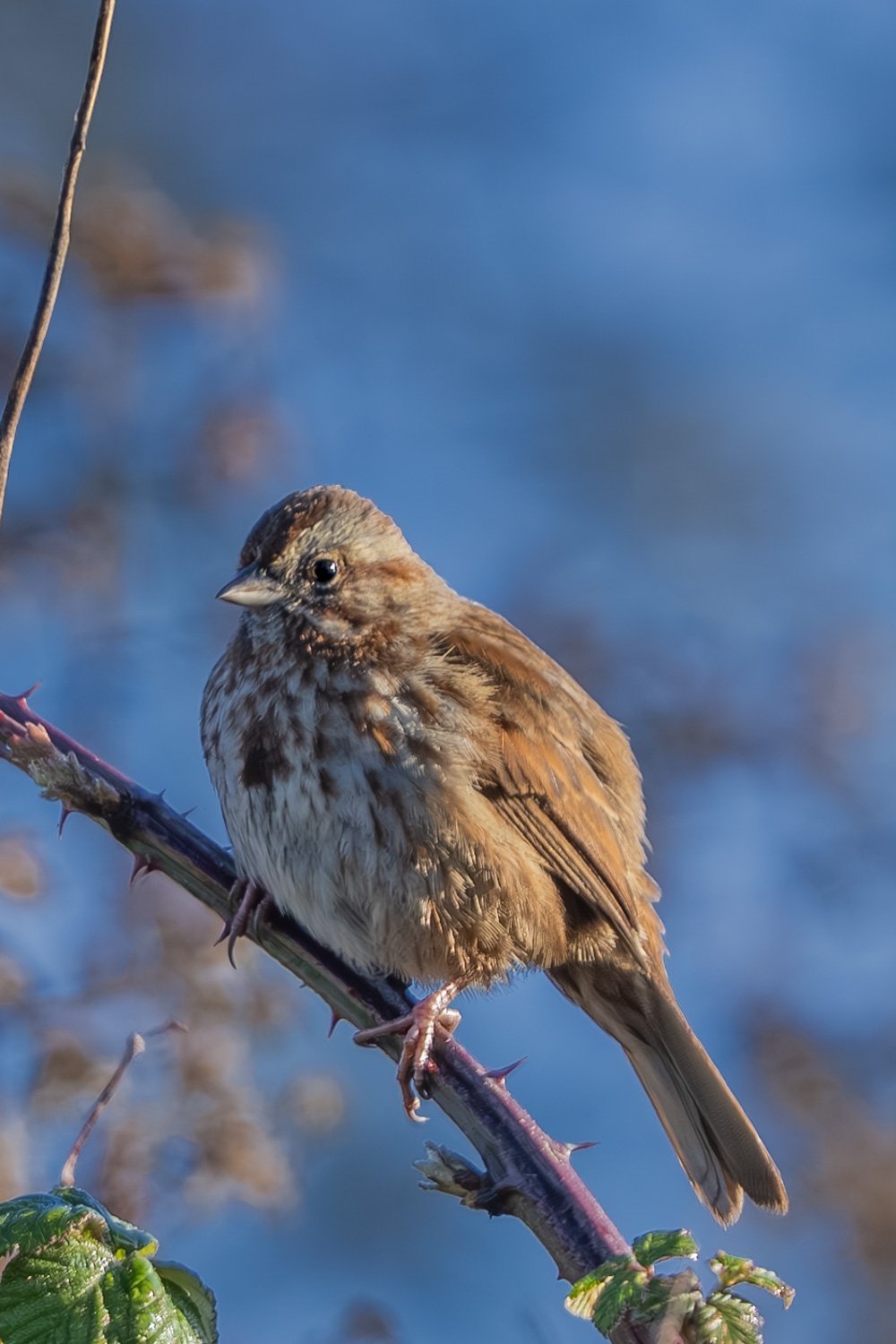 Song Sparrow Finds Me