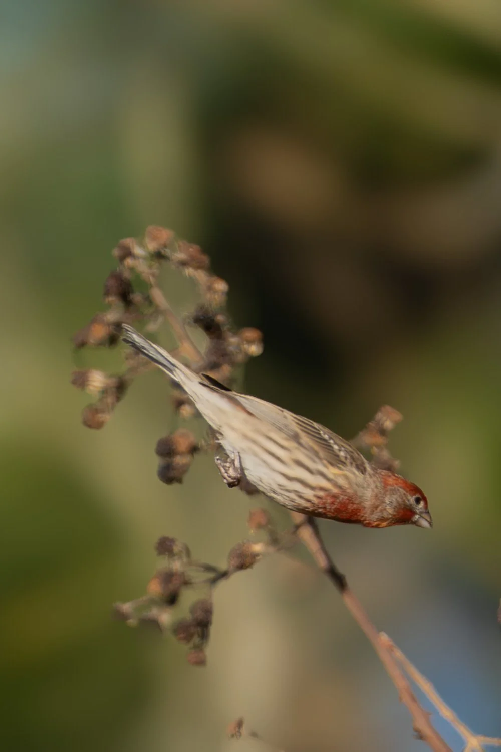 Finch in Flight