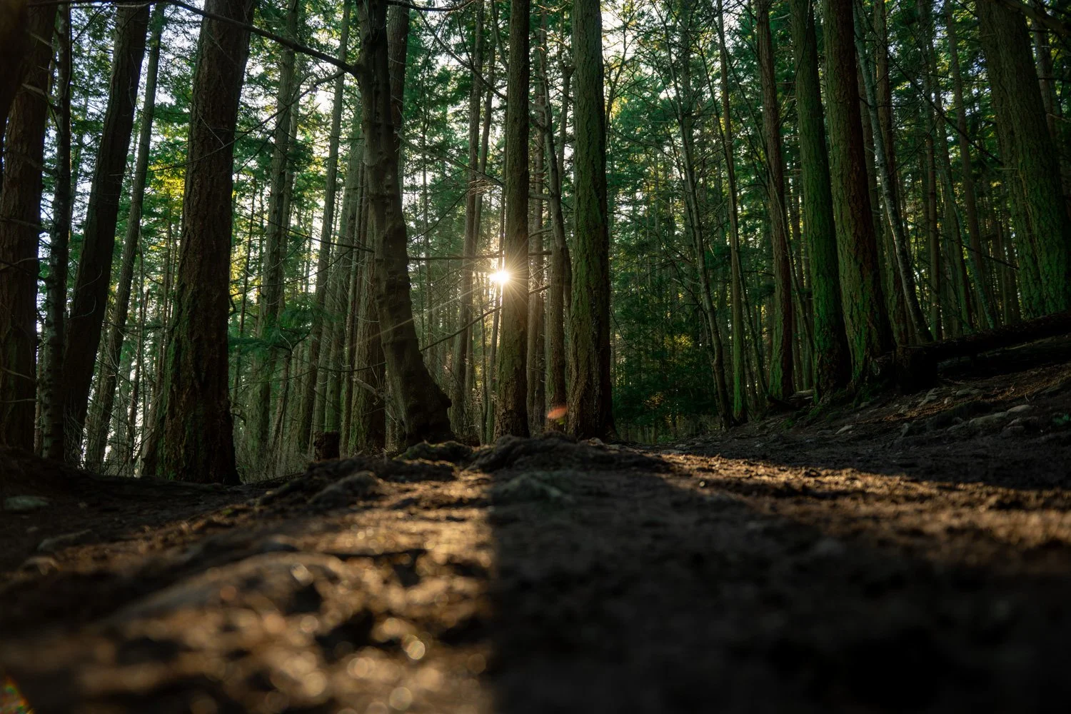 Laying on the Forest Floor