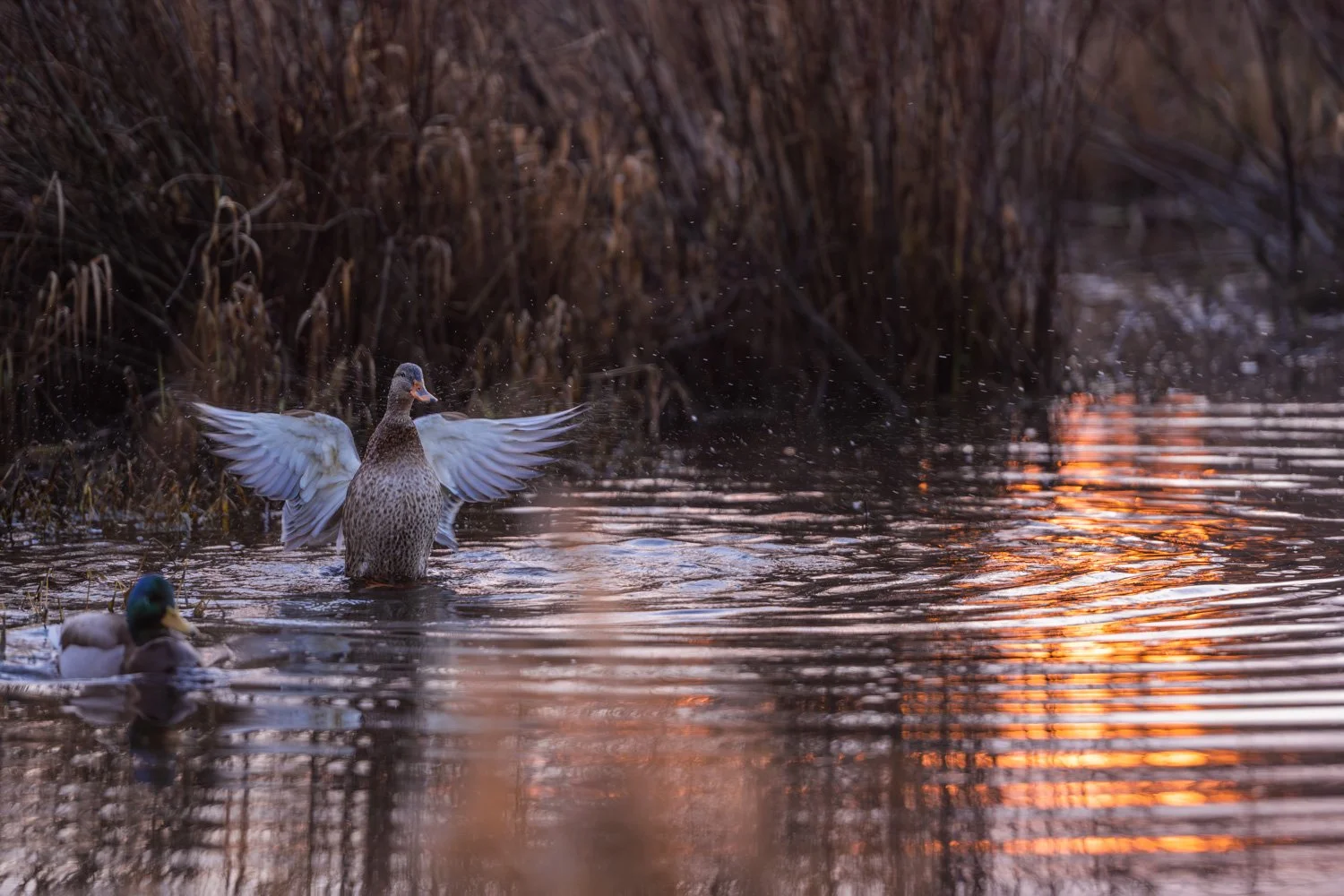 Angel on the Lake