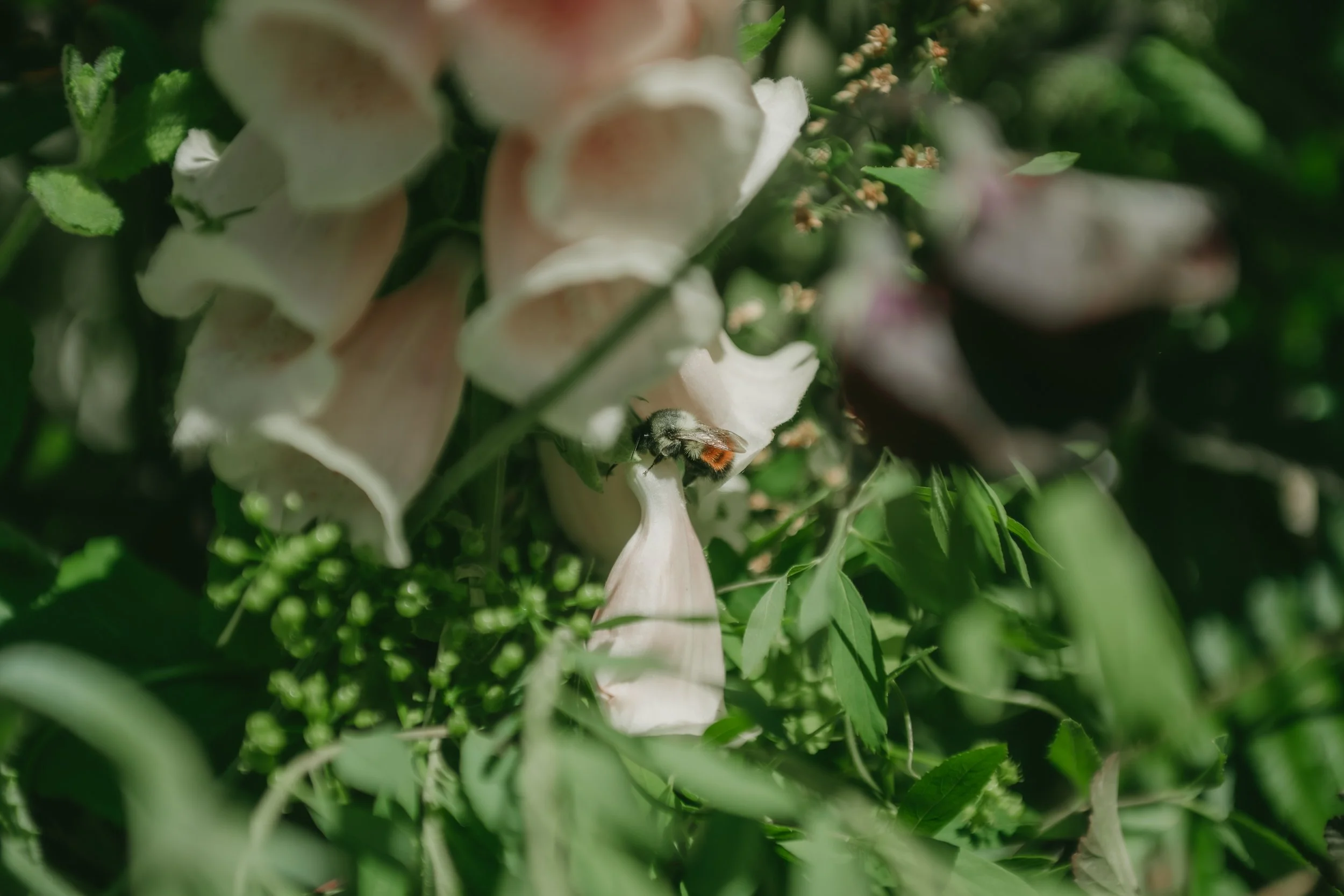 S. McIntosh Photo Victoria B.C Wedding Photographer-2-3.jpg