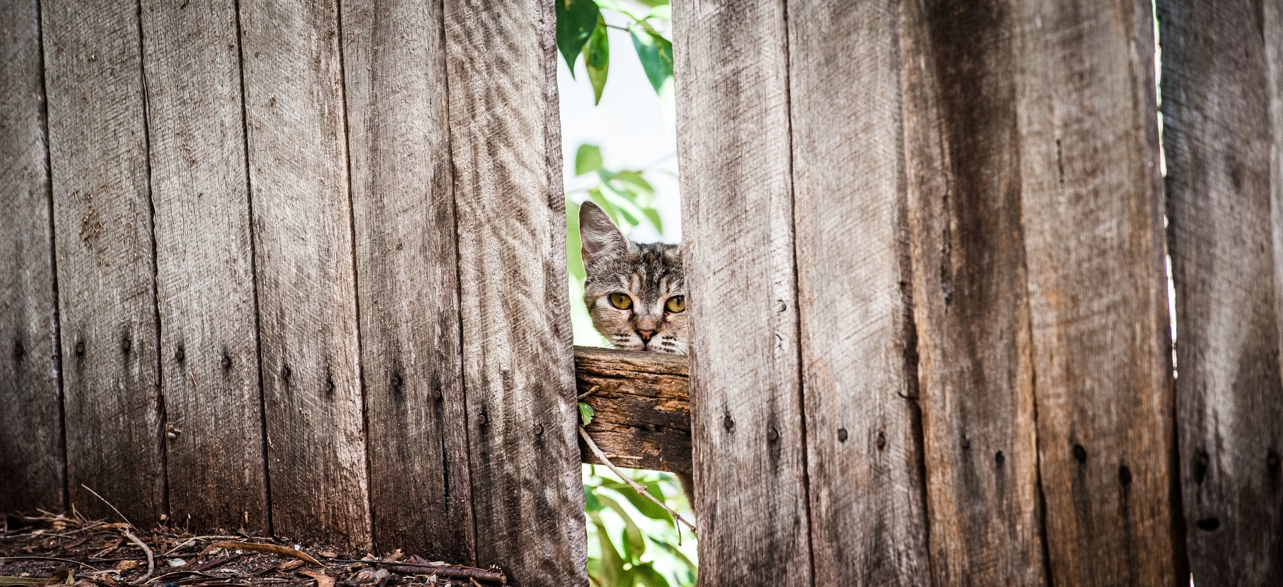 reflective cat.jpg