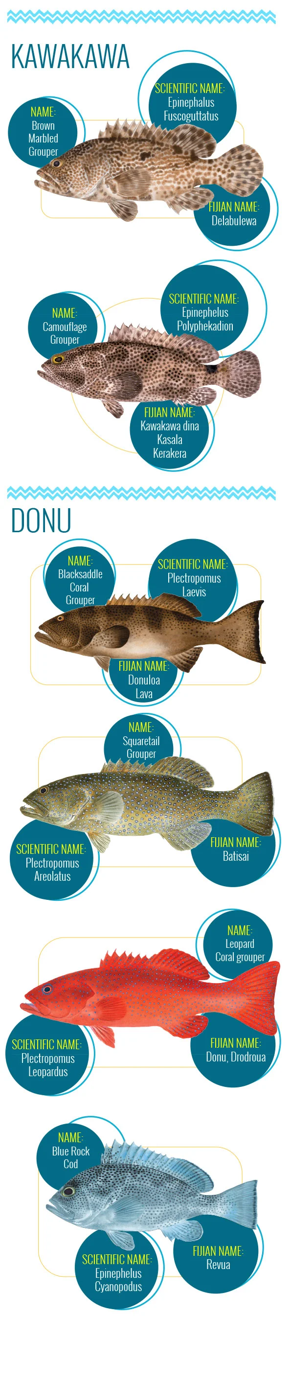 Meet-the-Fish-website.jpg