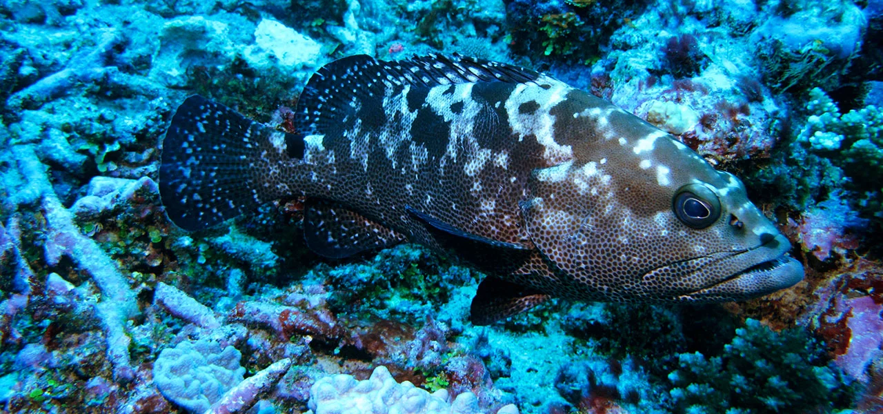   Meet The Fish:&nbsp; The Ones You Should Be Worried About.      