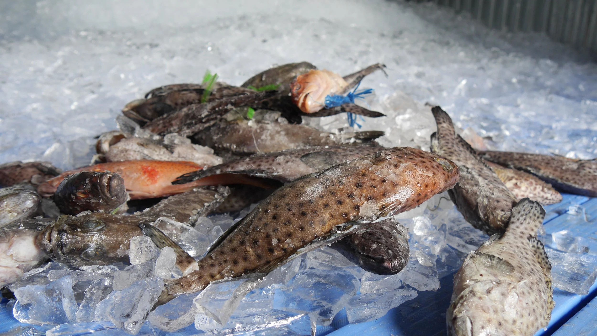 Kawakawa and donu recently confiscated in Vatuwaqa and Nakasi