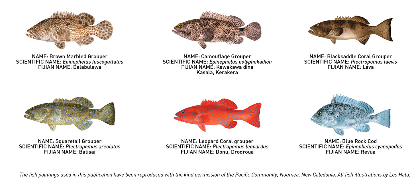 Grouper Species Chart